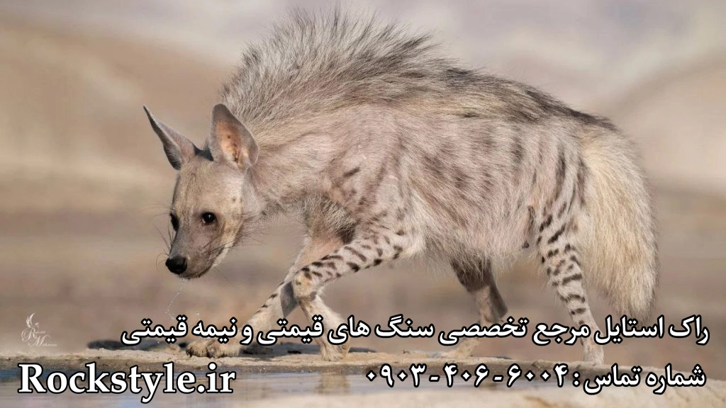 فرج یا ناموس کفتار راک استایل